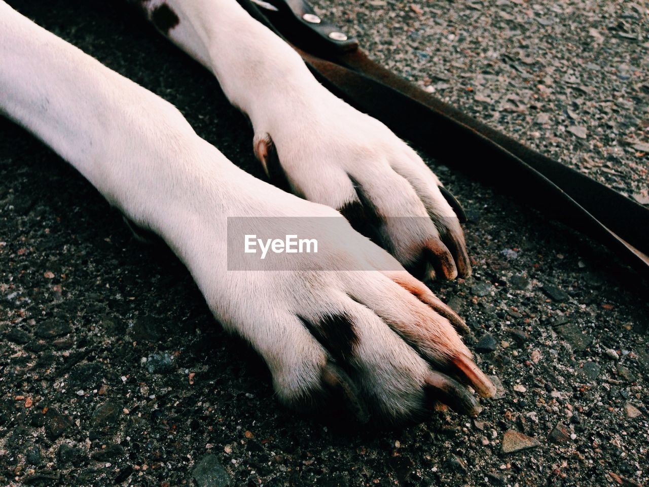 Close-up of dog paws