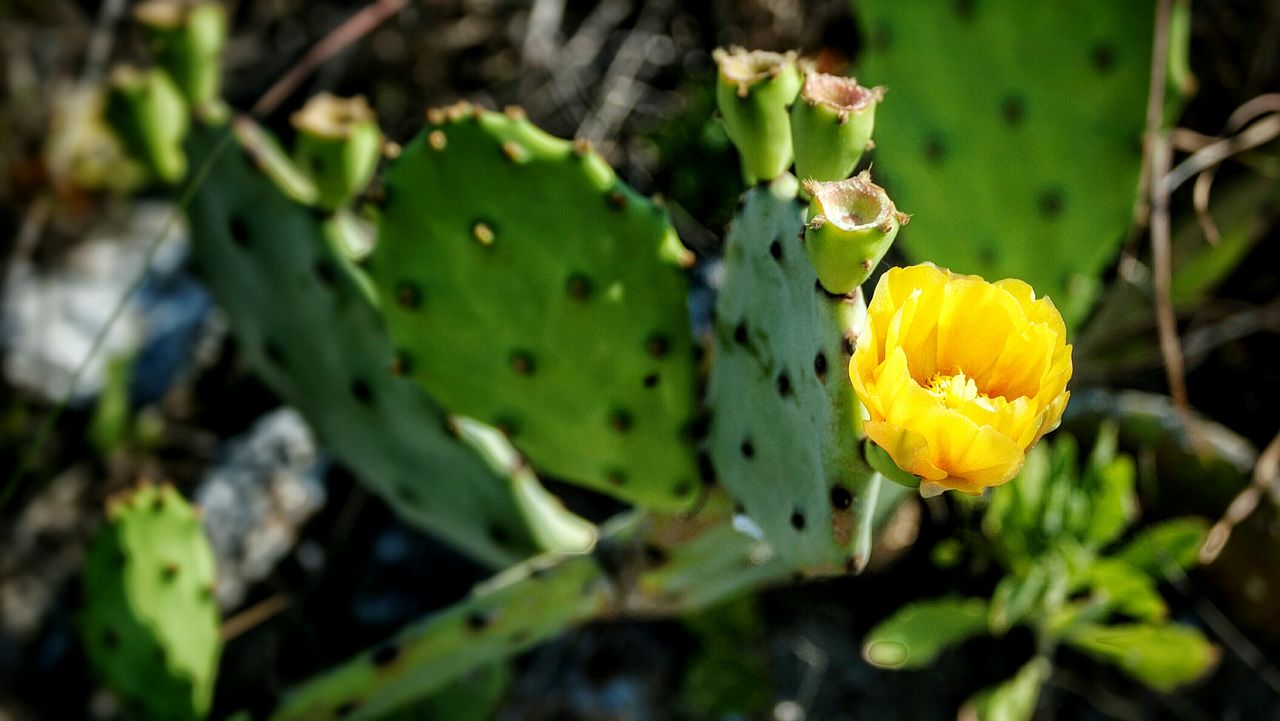 Yellow flower blooming on prickly pear cactus