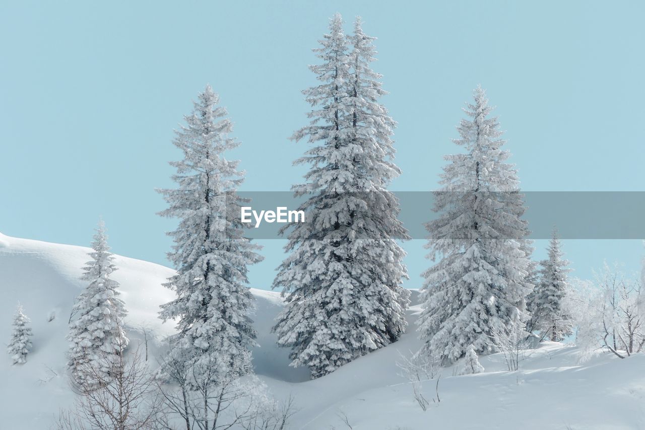 Low angle view of frozen trees against clear sky