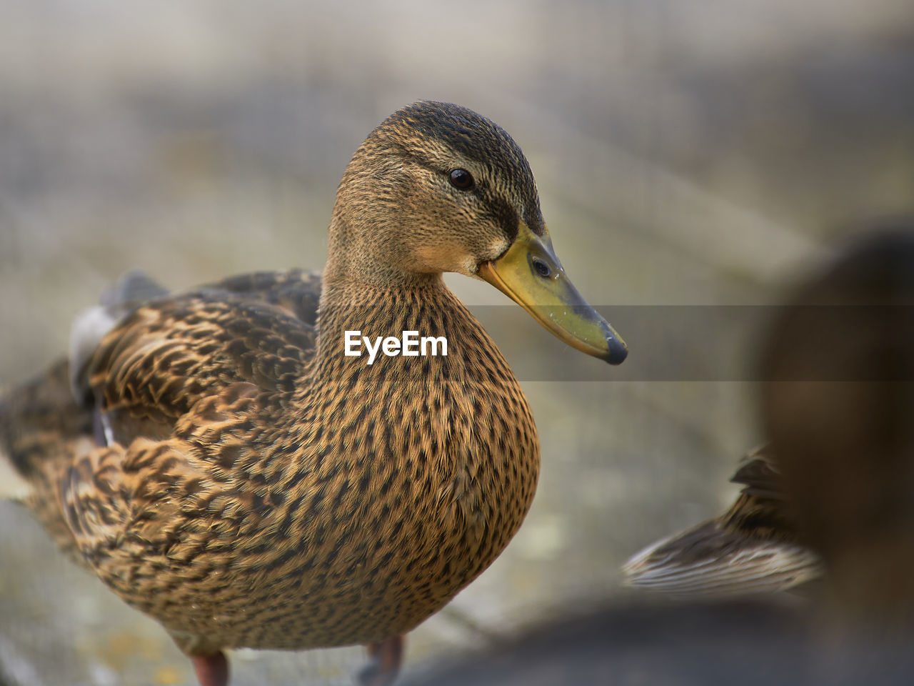 animal themes, animal, bird, animal wildlife, duck, mallard, wildlife, beak, close-up, ducks, geese and swans, water bird, one animal, mallard duck, poultry, nature, water, no people, day, outdoors, focus on foreground