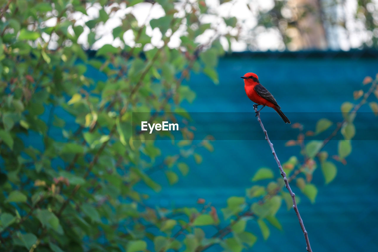 BIRD PERCHING ON PLANT