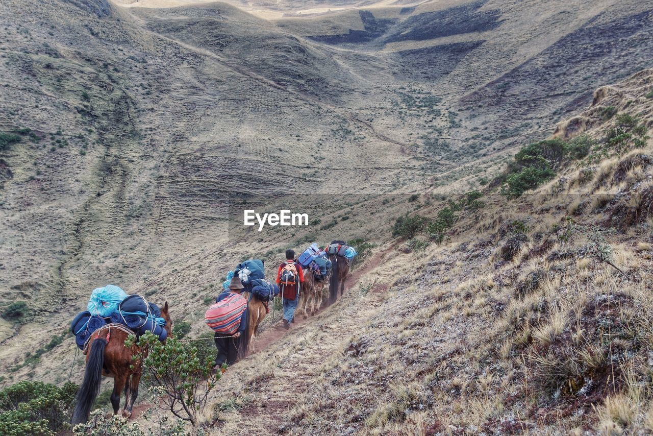 Donkeys carrying loads walking with man on mountain