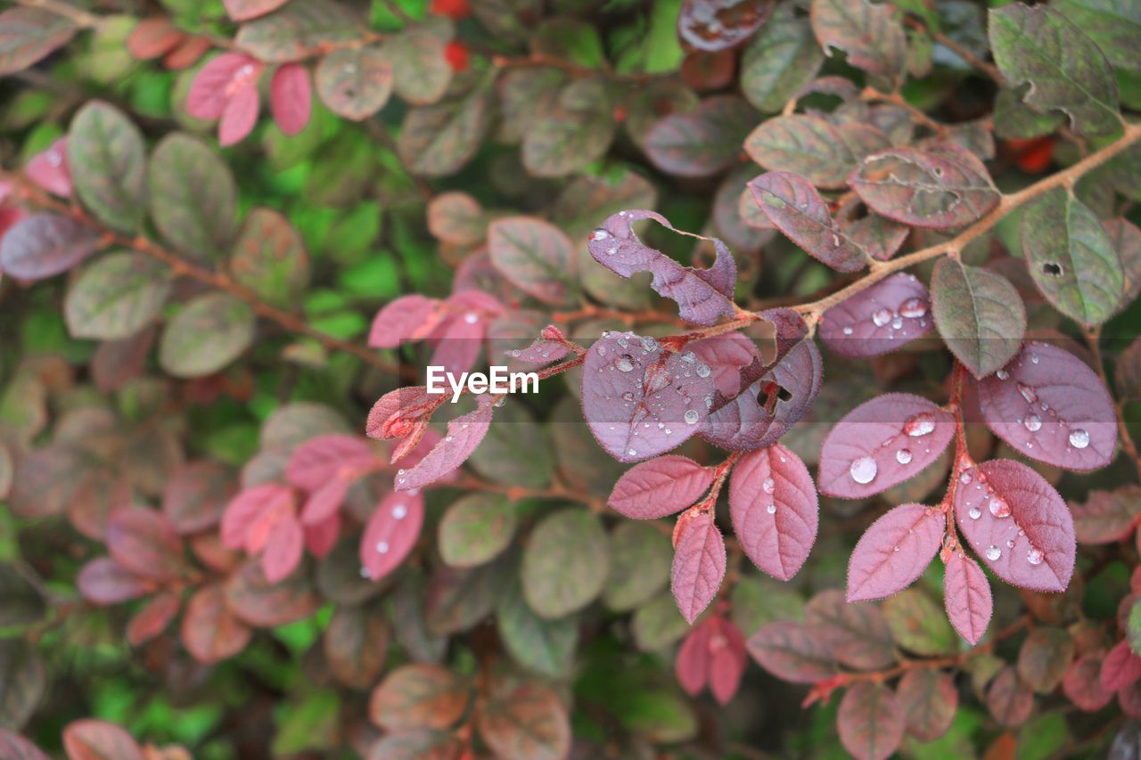 CLOSE-UP OF WATER DROPS ON PINK LEAVES