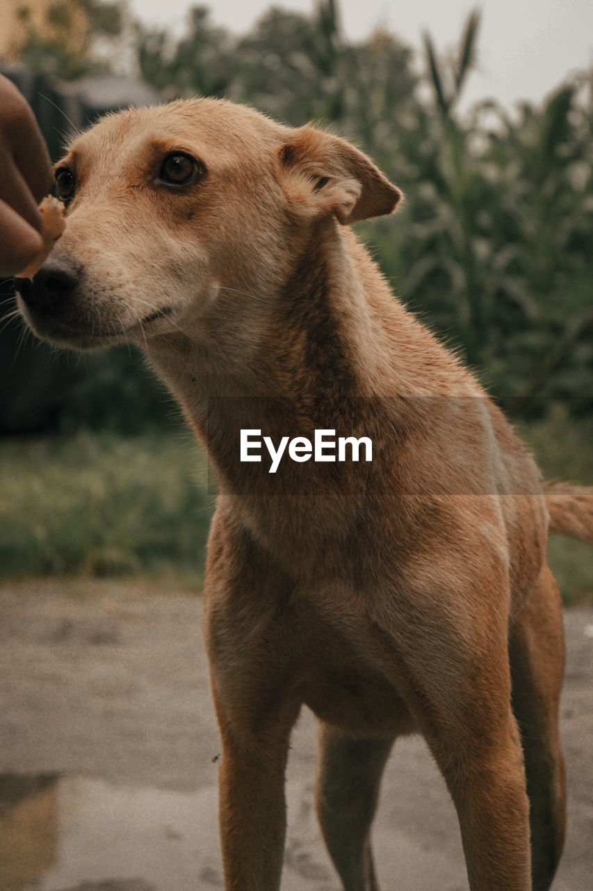 Close-up of dog looking away outdoors