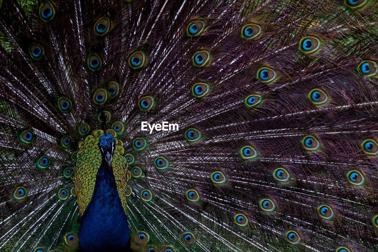 Full frame shot of fanned out peacock