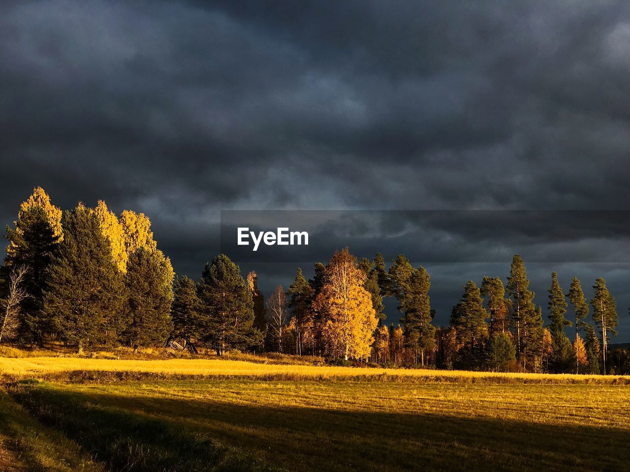 TREES GROWING ON FIELD AGAINST STORM CLOUDS IN SKY