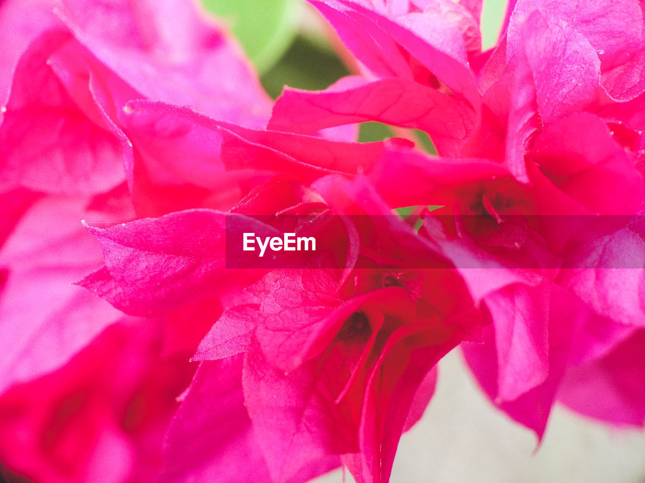 FULL FRAME SHOT OF PINK FLOWER