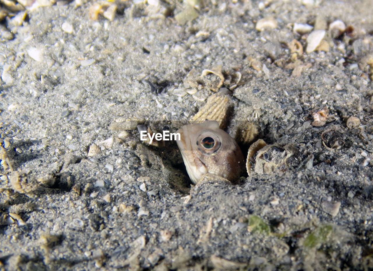 A banded jawfish - opistognathus macrognathus - in florida, usa