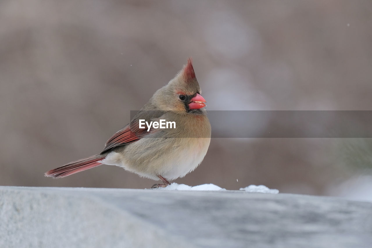 Female cardinal