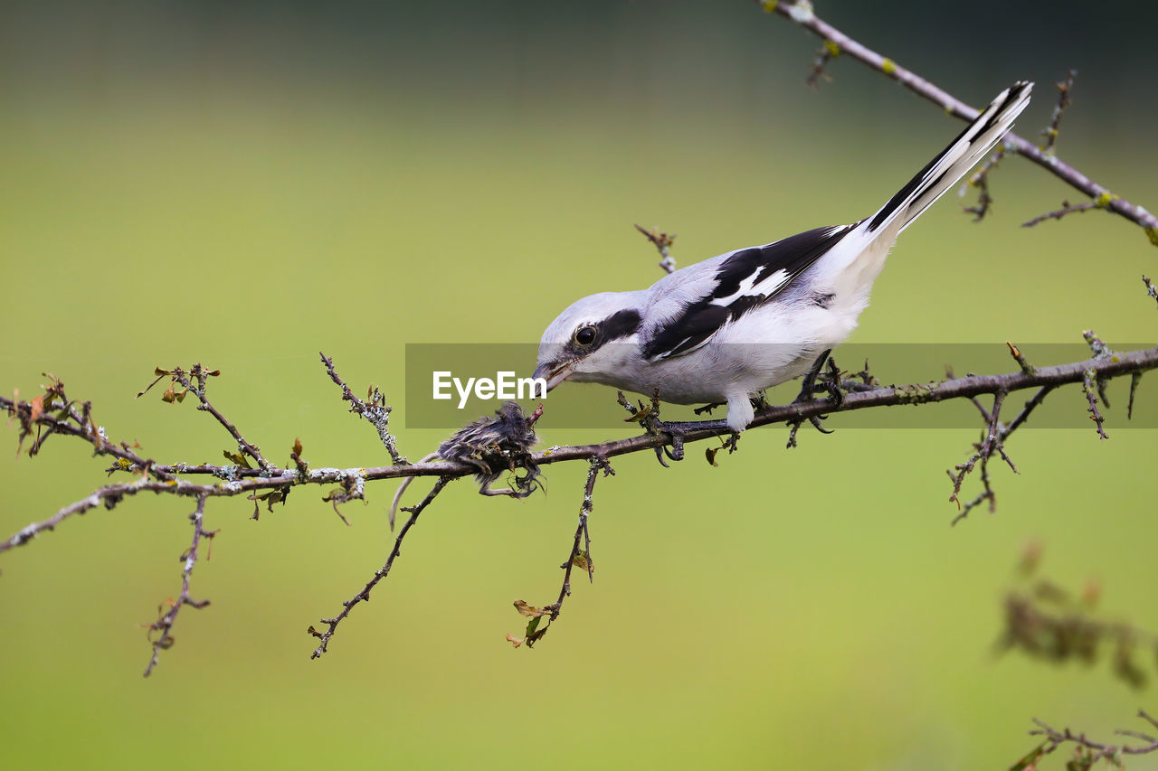 LOW ANGLE VIEW OF BIRD PERCHING ON TWIG