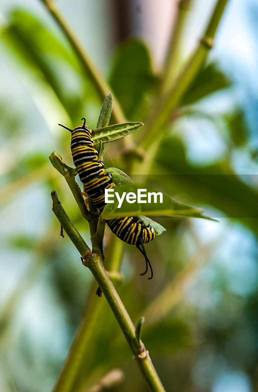 CLOSE-UP OF INSECT ON LEAF