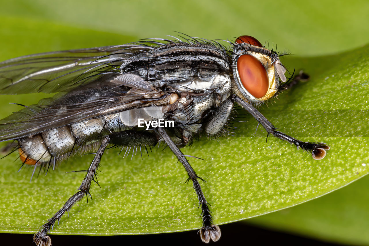 CLOSE-UP OF FLY ON A LEAF