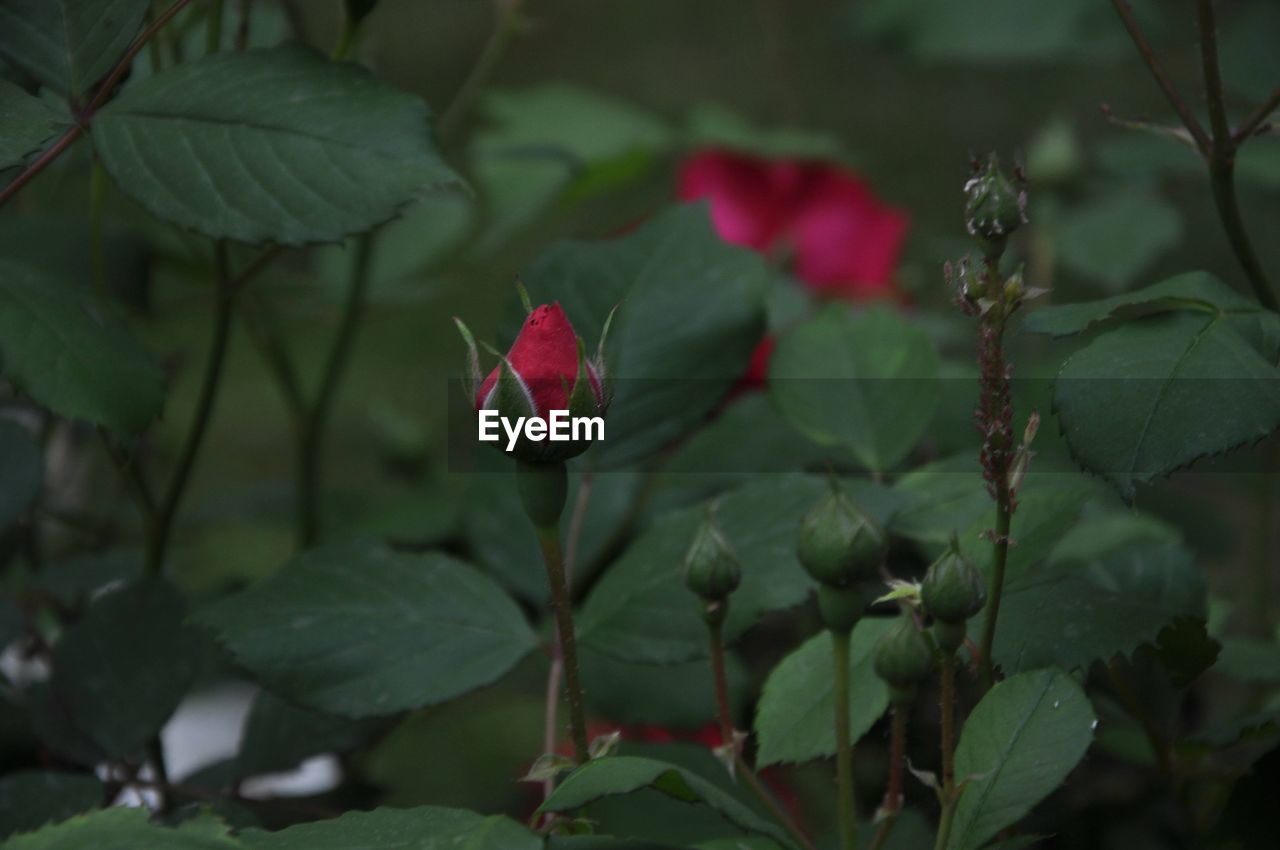 plant, flower, leaf, plant part, flowering plant, beauty in nature, nature, freshness, close-up, red, growth, petal, rose, green, no people, inflorescence, outdoors, fragility, pink, flower head, botany, botanical garden, focus on foreground, bud, blossom