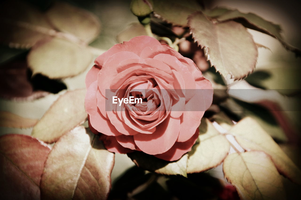 CLOSE-UP OF PINK ROSE