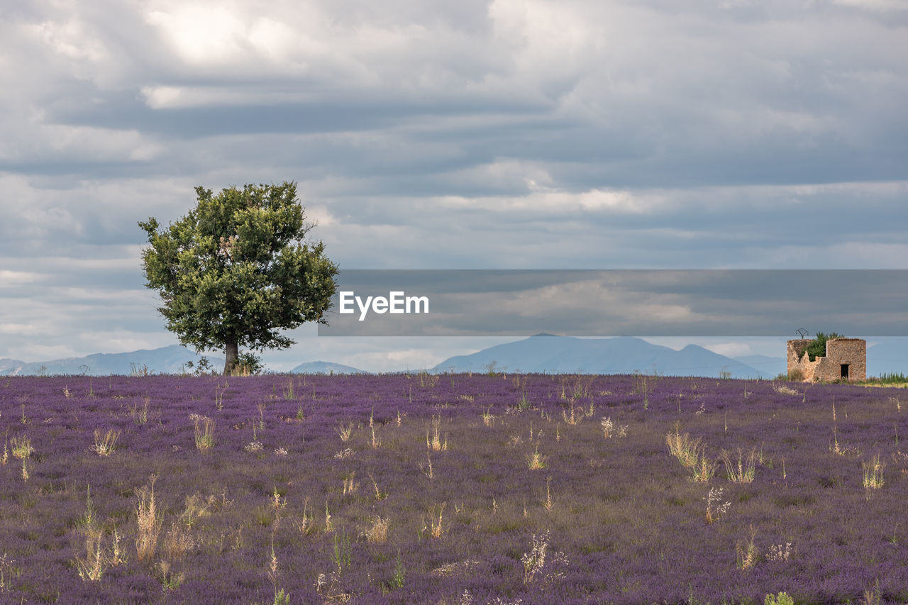 PLANTS ON FIELD AGAINST SKY