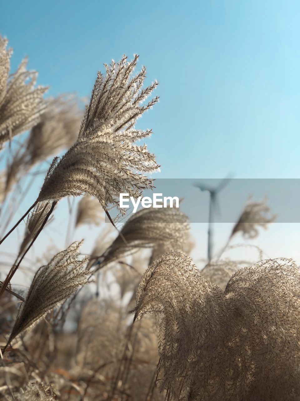 CLOSE-UP OF STALKS IN FIELD