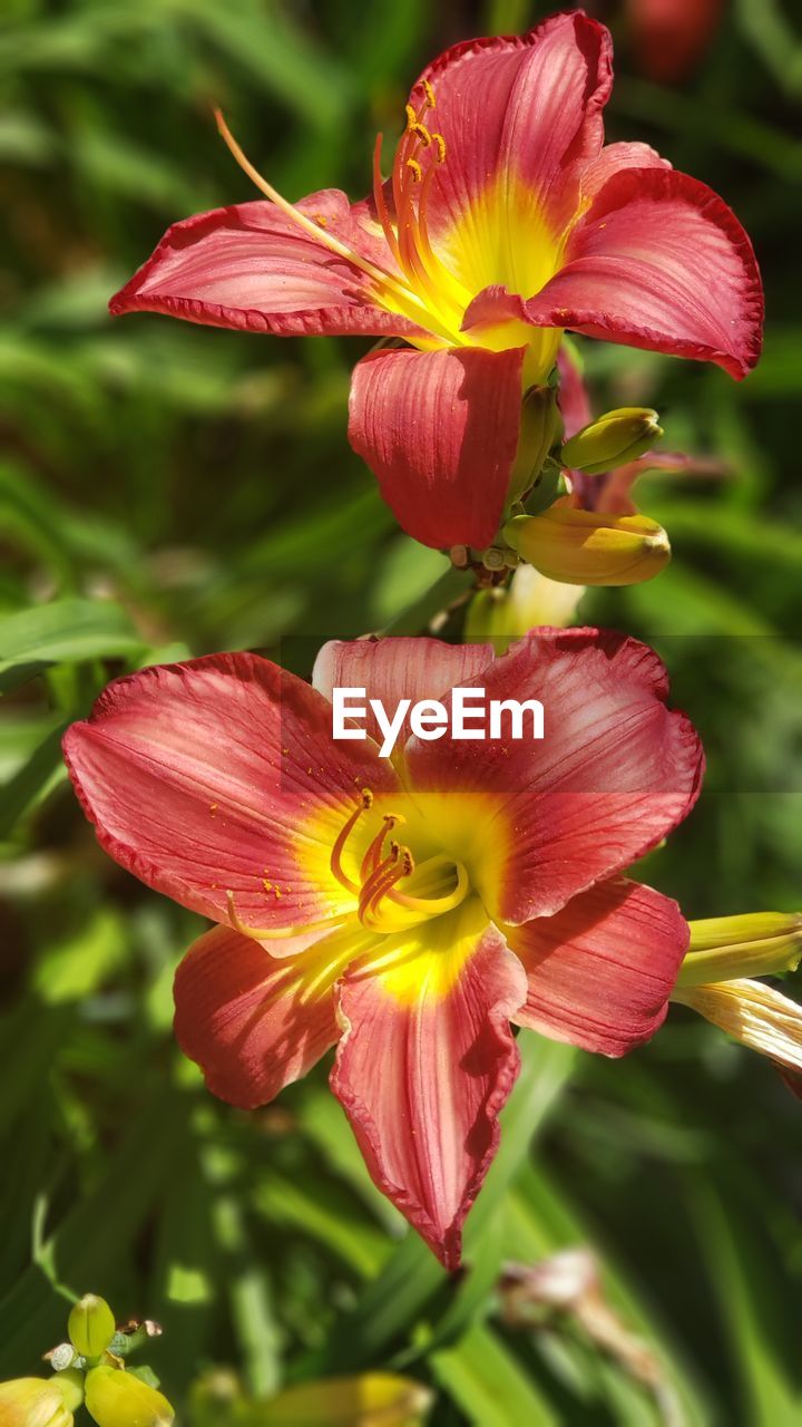 Close-up of red flower