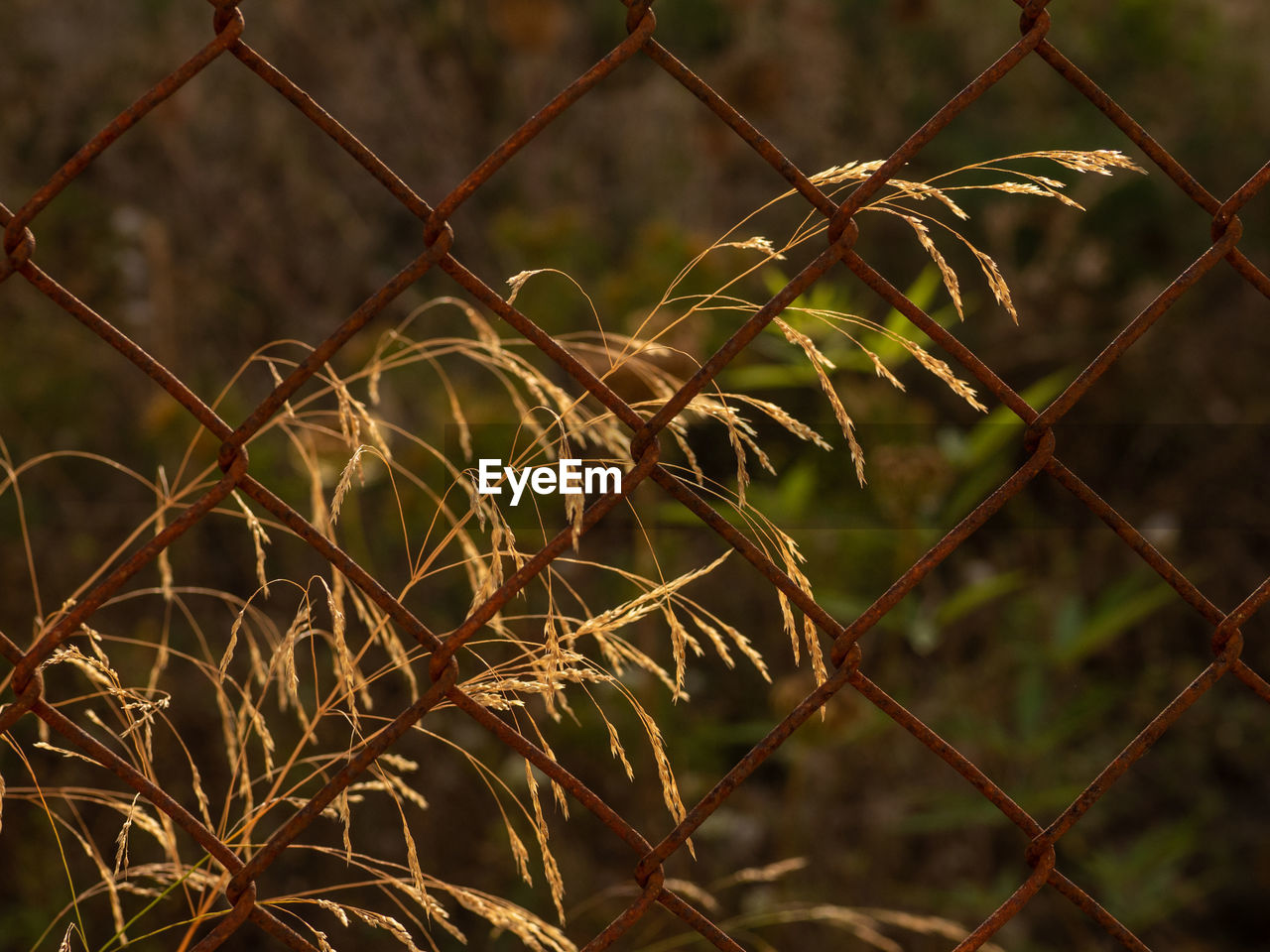 Close-up of chainlink fence by plant