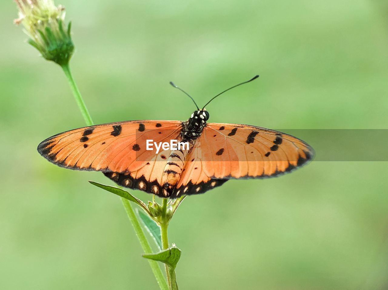 BUTTERFLY ON FLOWER