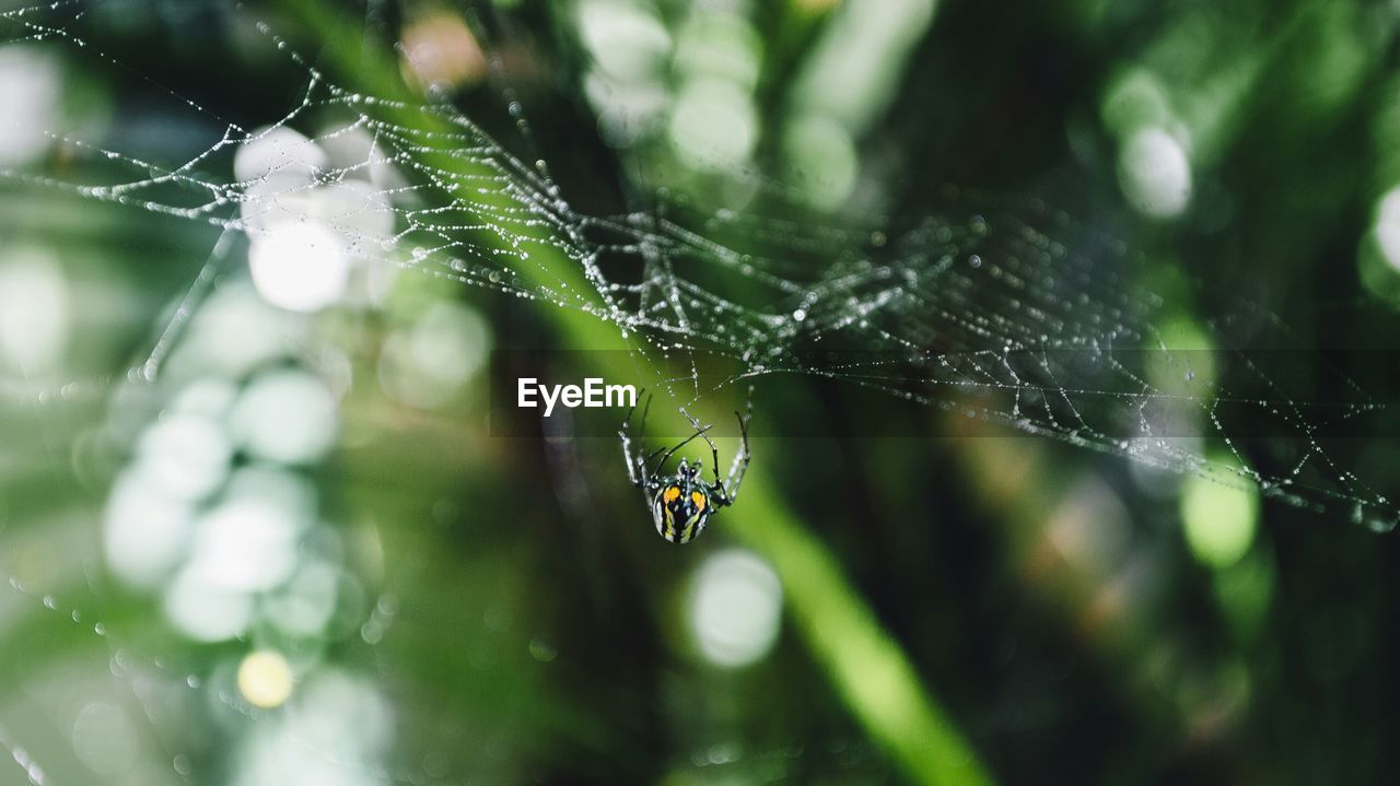 Spider on web