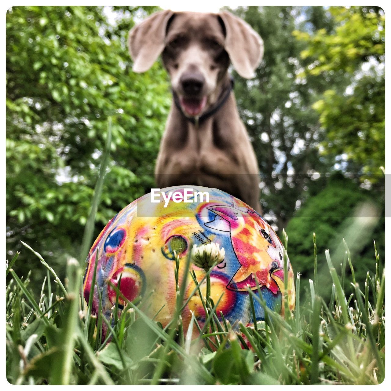 PORTRAIT OF DOG ON GROUND