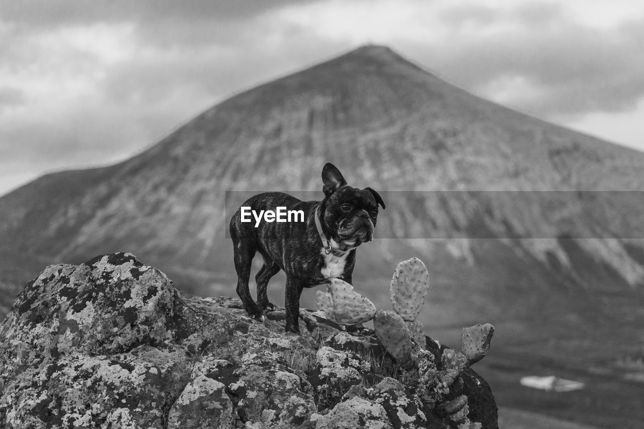 Dog standing on rock