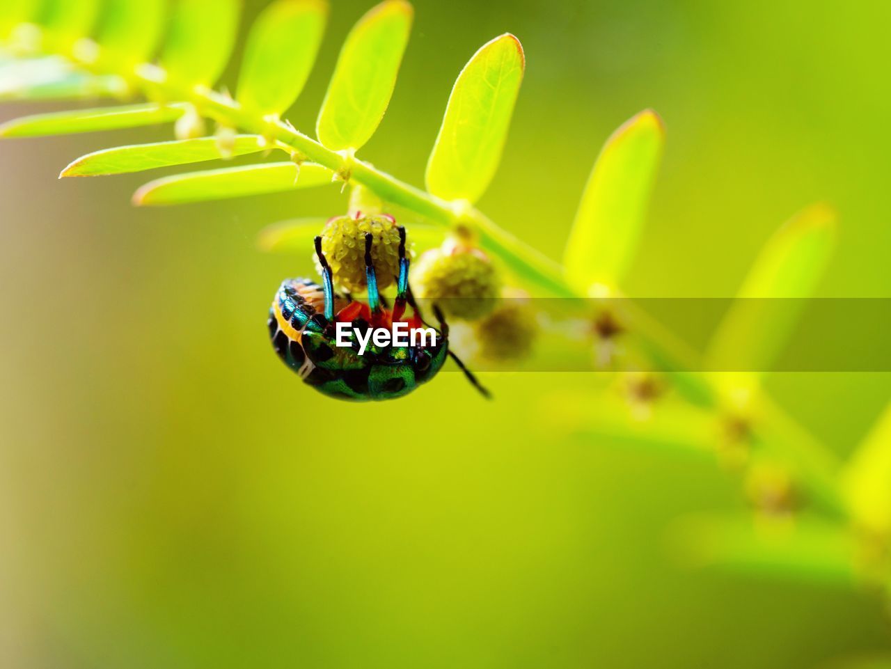 Close-up of insect on plant