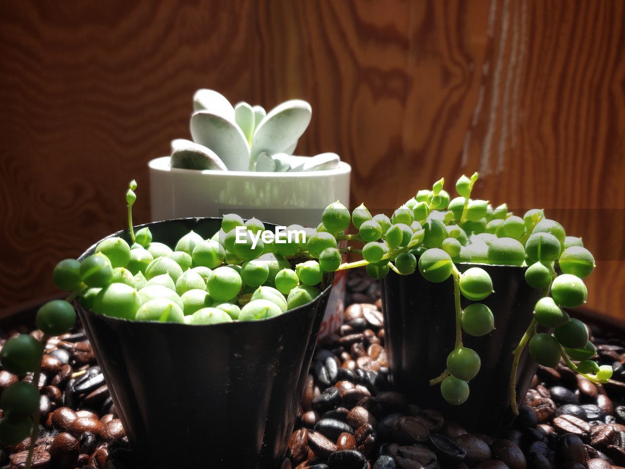 CLOSE-UP OF SUCCULENT PLANT