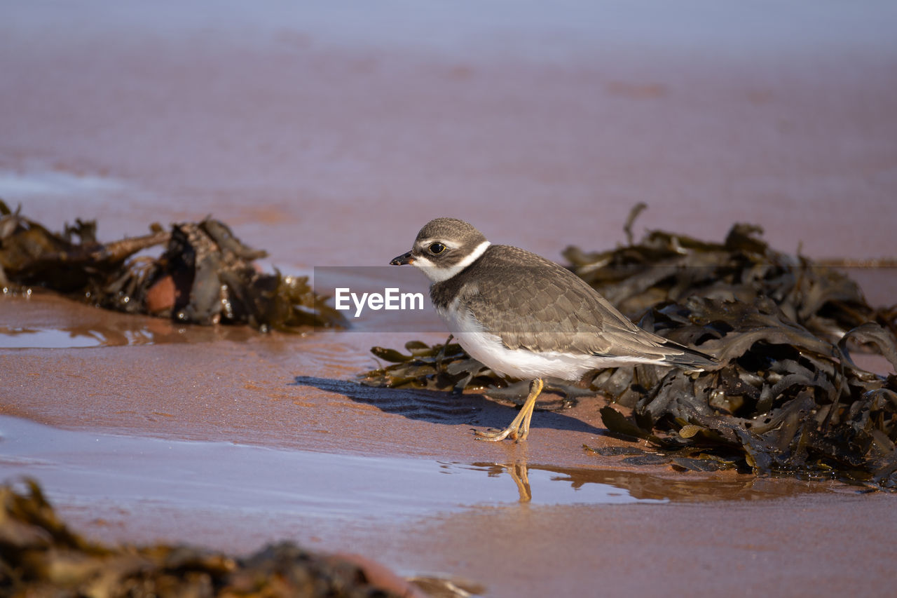 animal themes, animal, animal wildlife, wildlife, bird, water, sandpiper, nature, beach, land, no people, one animal, sea, calidrid, side view, selective focus, full length, outdoors, sand, close-up, day, environment, eating