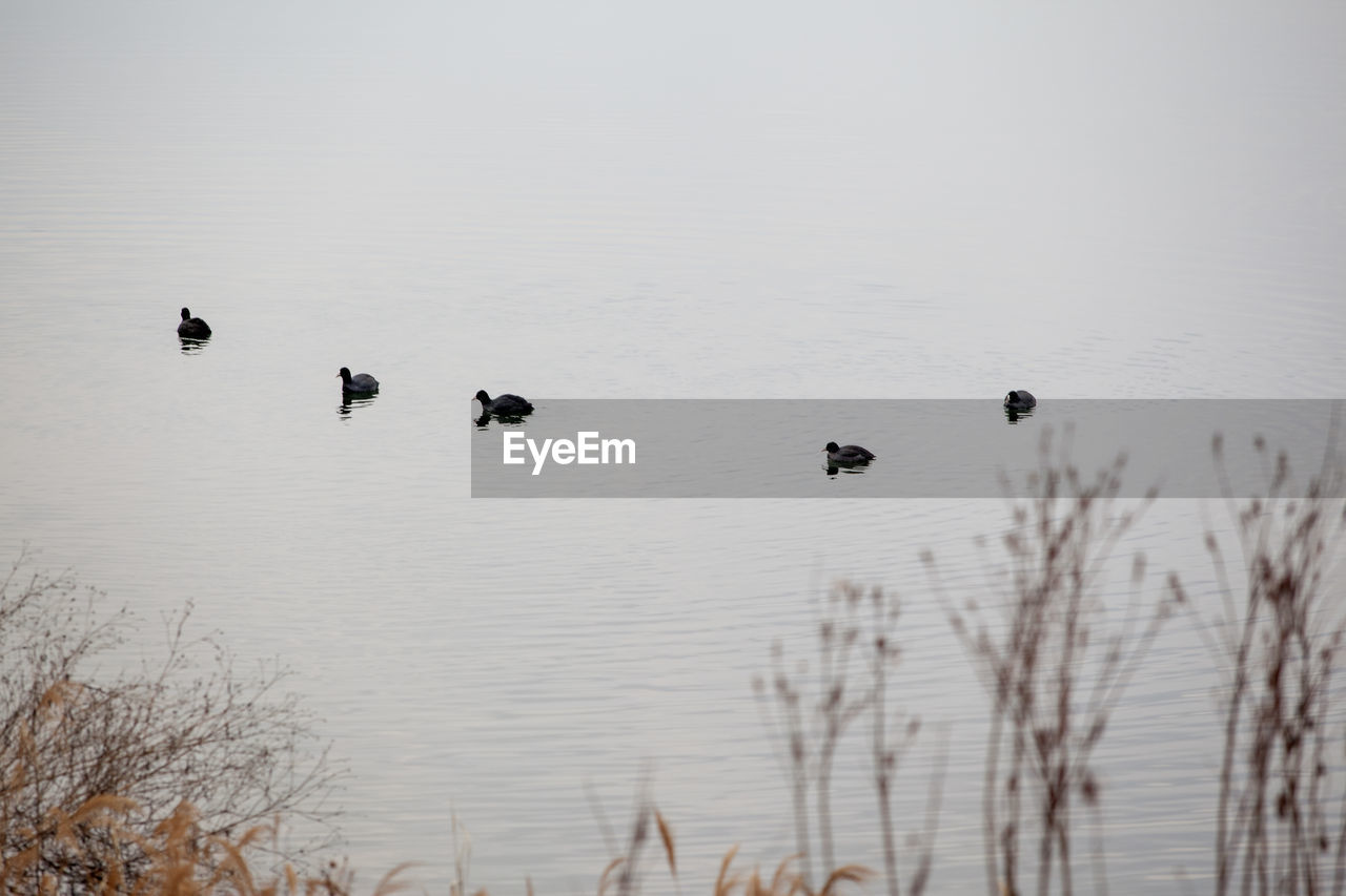 Flock of birds flying over lake