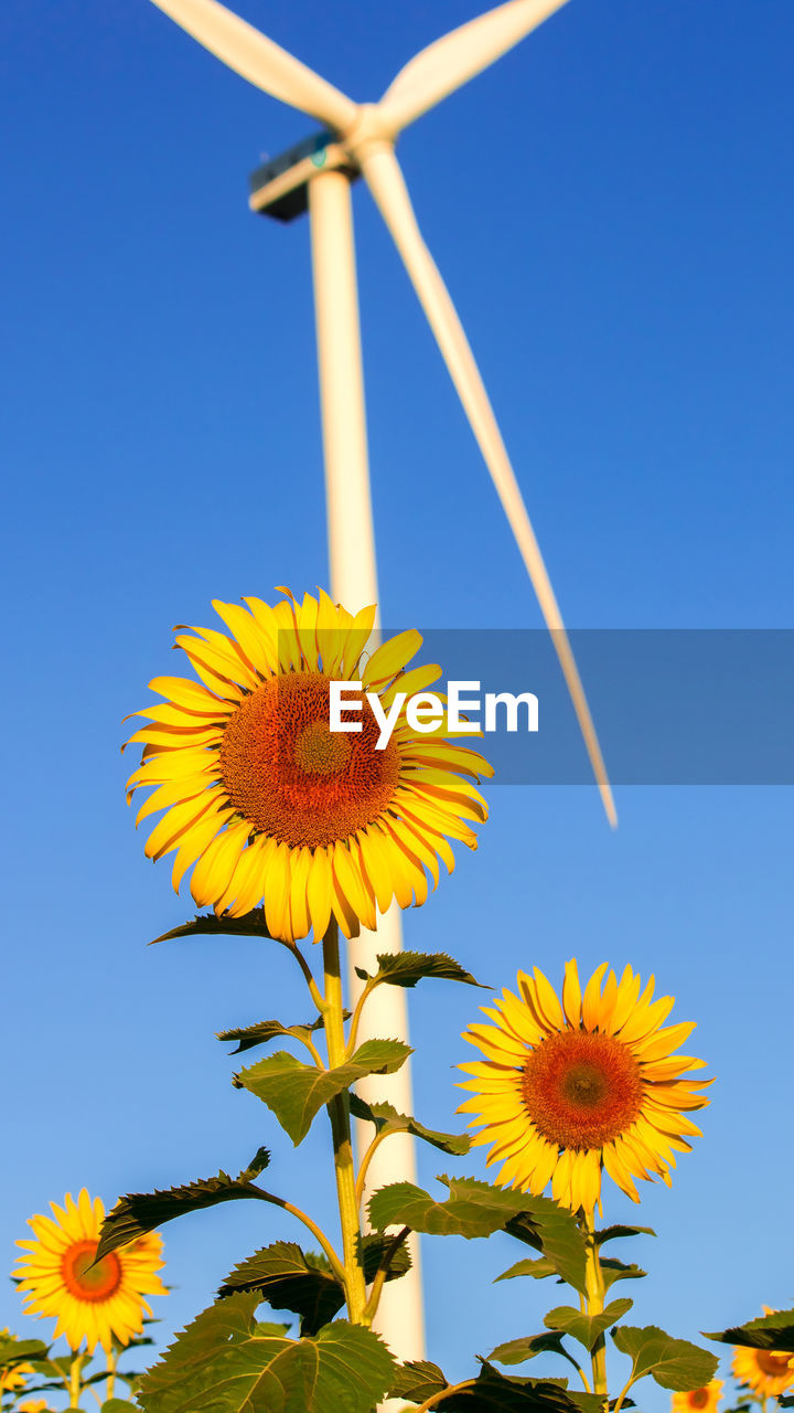 flower, plant, flowering plant, environmental conservation, sky, nature, sunflower, turbine, wind turbine, yellow, environment, beauty in nature, renewable energy, wind power, blue, freshness, alternative energy, power generation, clear sky, field, flower head, growth, windmill, landscape, rural scene, no people, outdoors, agriculture, environmental issues, low angle view, sunny, inflorescence, land, day, close-up, wind, sunlight, technology, fragility
