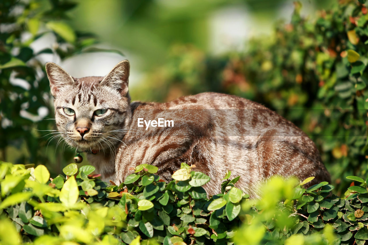 animal, animal themes, mammal, cat, pet, feline, one animal, domestic cat, domestic animals, grass, wild cat, portrait, plant, small to medium-sized cats, wildlife, looking at camera, felidae, nature, no people, leaf, whiskers, plant part, flower, bobcat, green, cute, relaxation, outdoors, carnivore