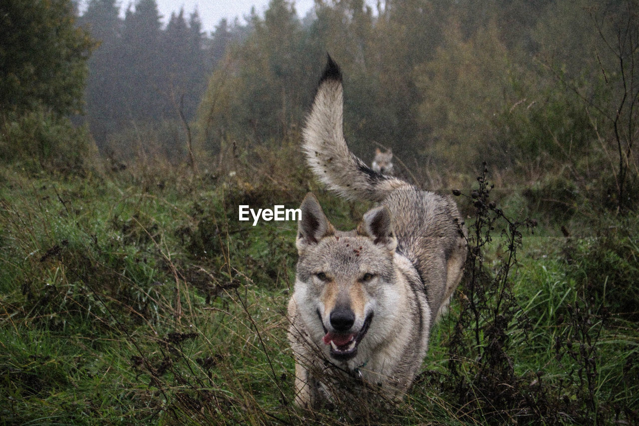 High angle view of wolf dog on forest field