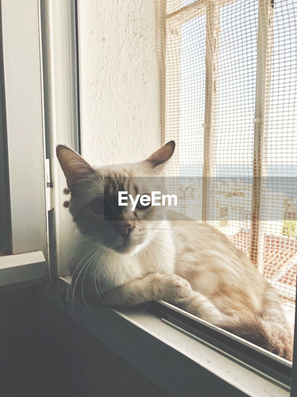 PORTRAIT OF CAT SITTING AGAINST WINDOW