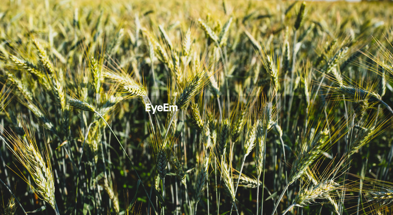 Close-up of  barley growing on field