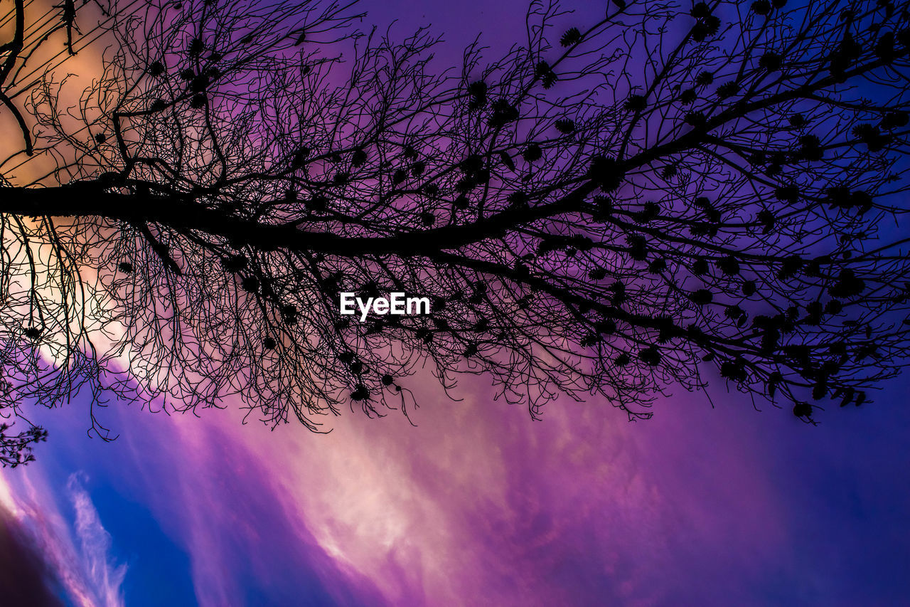 LOW ANGLE VIEW OF CHERRY BLOSSOMS AGAINST SKY