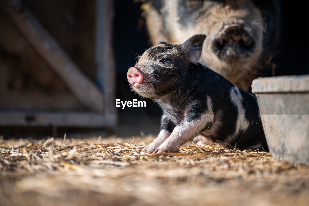 Brown, black and white piglets playing