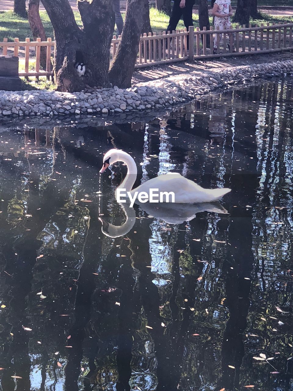 SWAN FLOATING ON LAKE