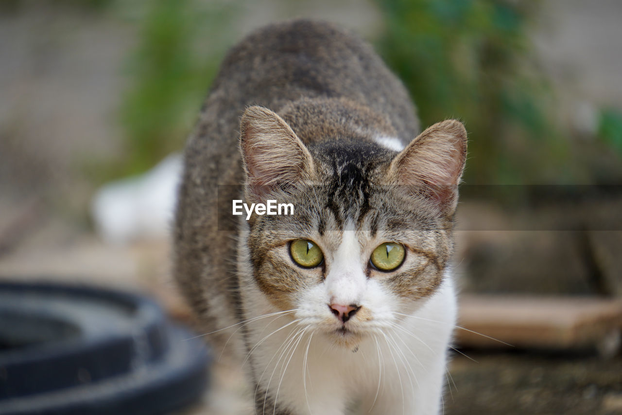 pet, animal themes, animal, mammal, cat, domestic animals, domestic cat, feline, one animal, portrait, whiskers, close-up, looking at camera, small to medium-sized cats, felidae, animal body part, carnivore, no people, focus on foreground, tabby cat, eye, animal eye