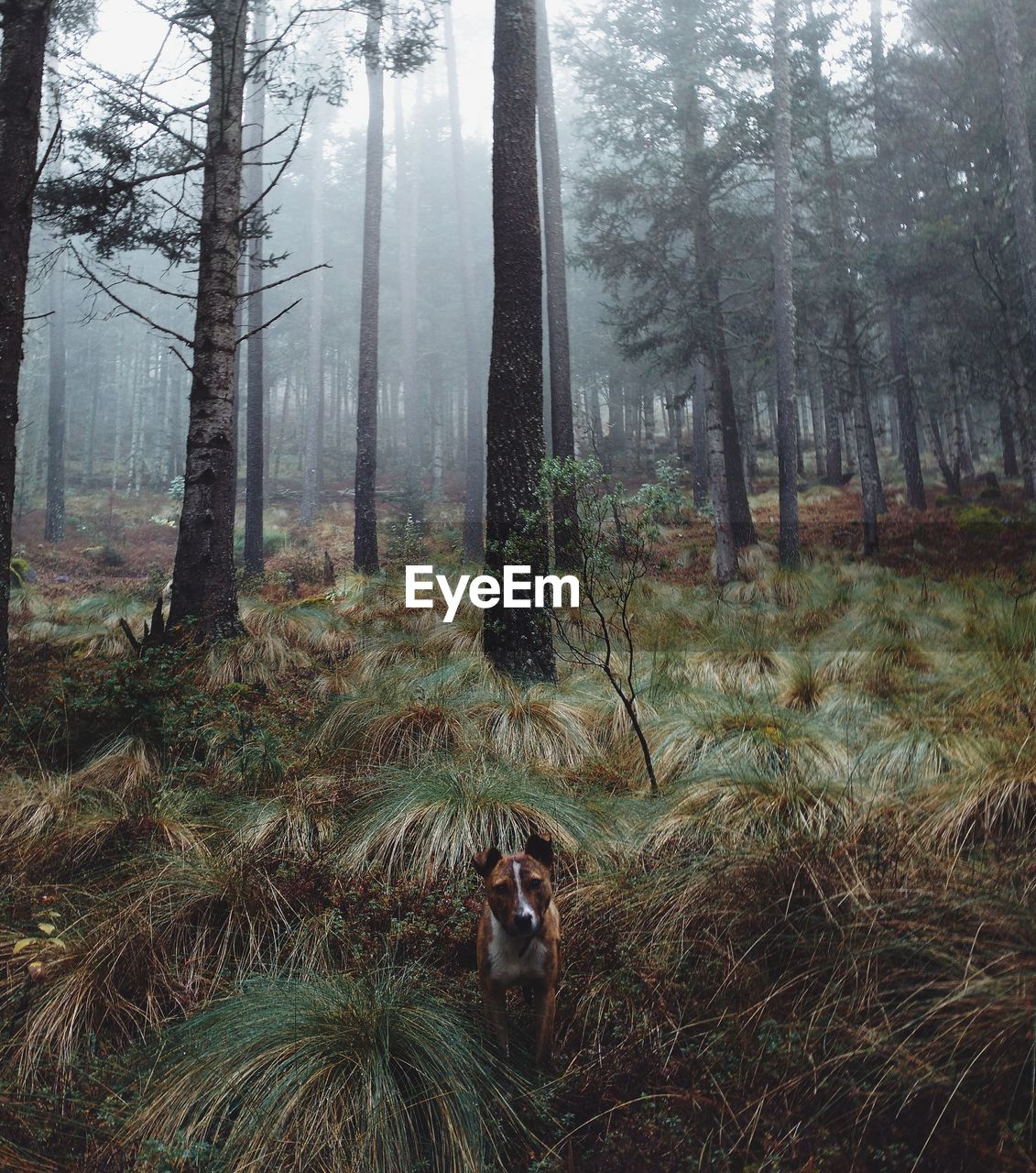 View of trees in forest