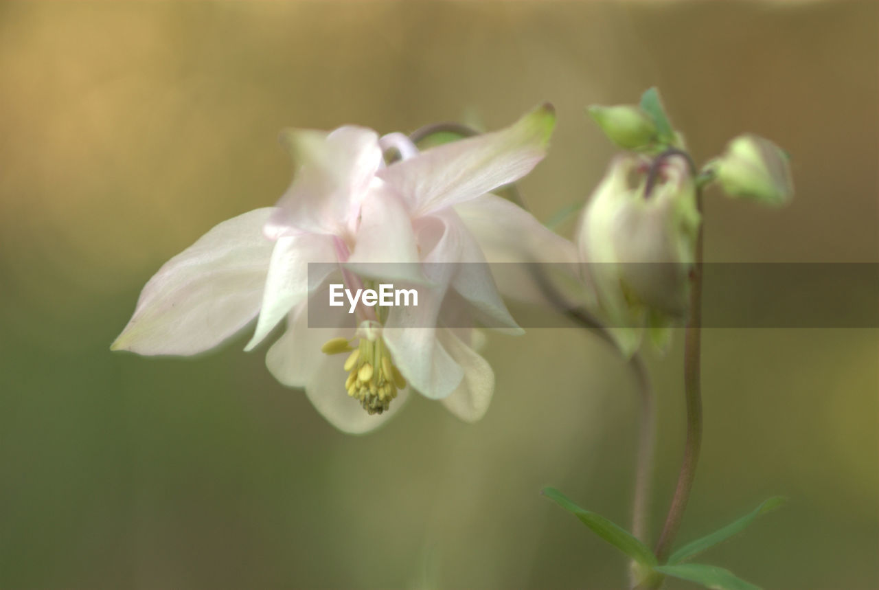 CLOSE-UP OF FLOWER