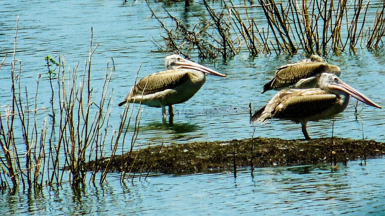 BIRDS IN WATER