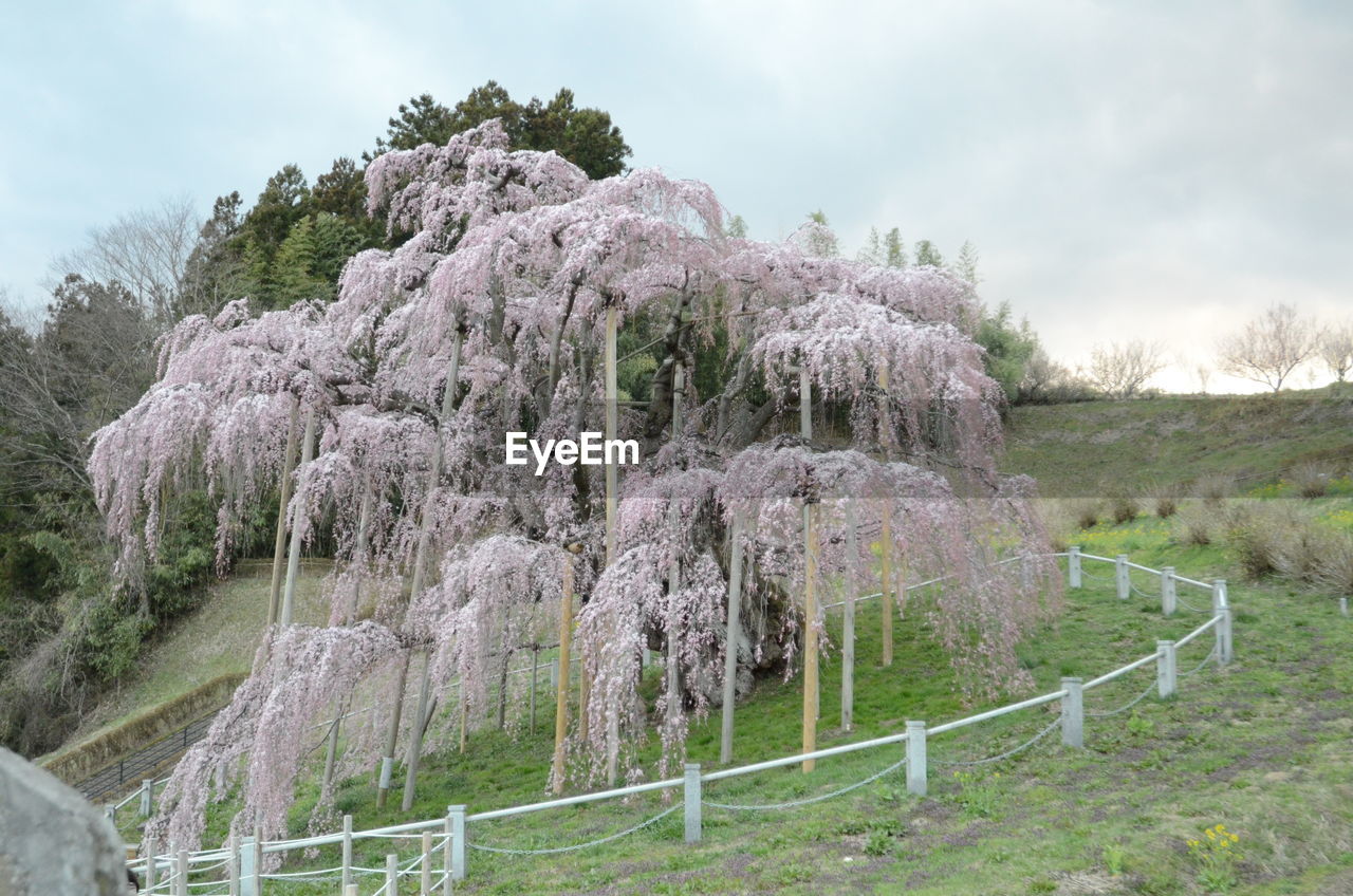 PANORAMIC SHOT OF TREES ON FIELD