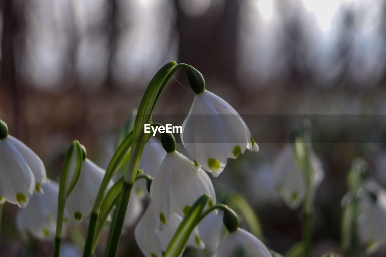 Close-up of white flowering plant