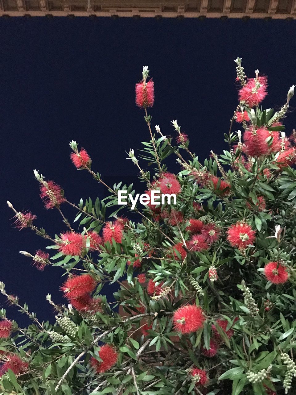CLOSE-UP OF RED FLOWERS BLOOMING AGAINST TREES