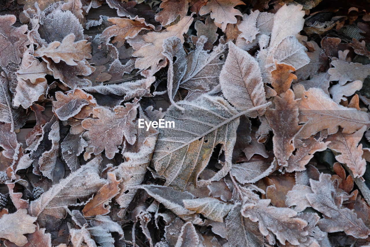 Frozen leafs