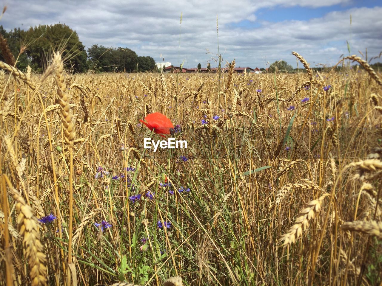 WHEAT GROWING ON FIELD