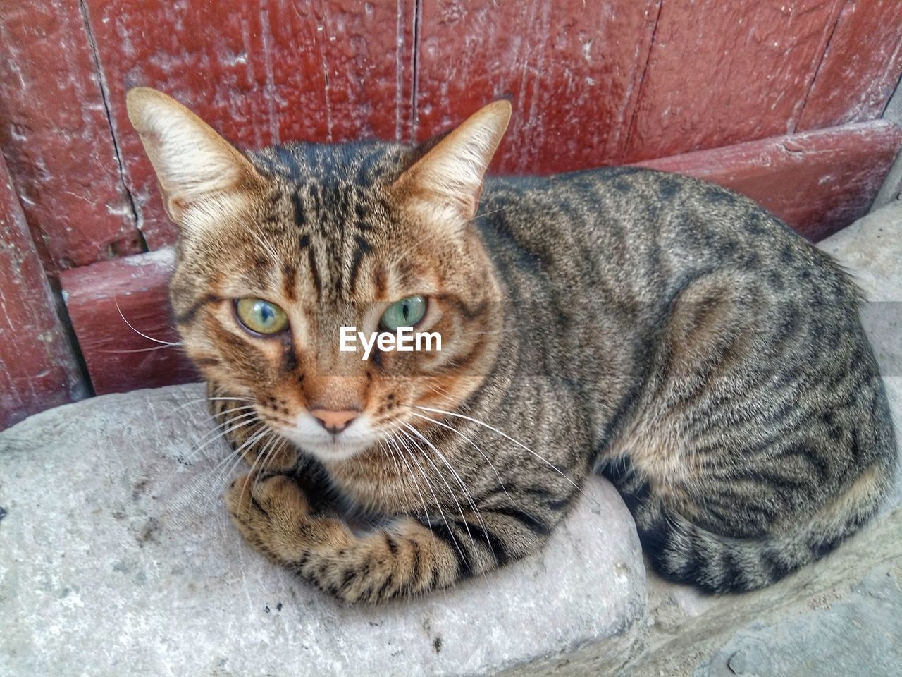 Close-up portrait of cat sitting