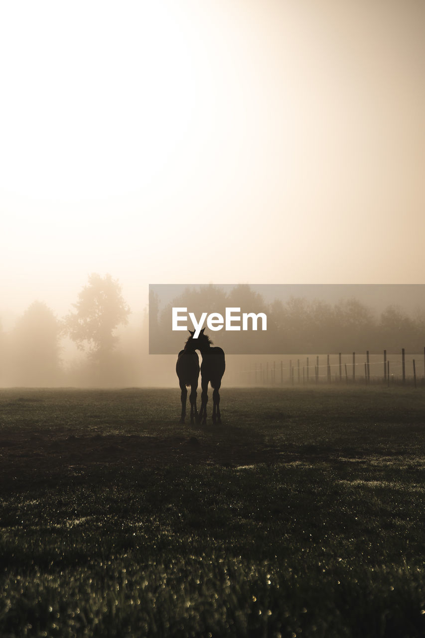 Silhouette horses standing on grassy field against sky during sunset