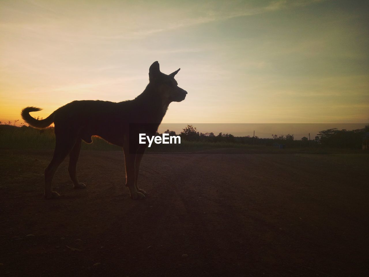 SILHOUETTE DOG STANDING ON FIELD AGAINST SKY